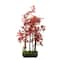 25" Bonsai-Inspired Red Leaved Japanese Maple Tree